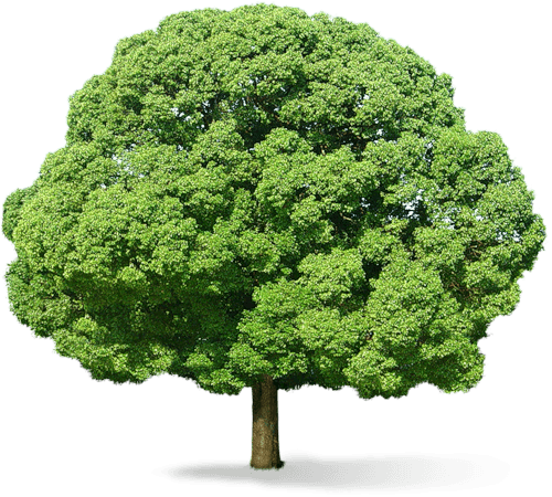 arbol